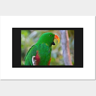 Parrot Posters and Art